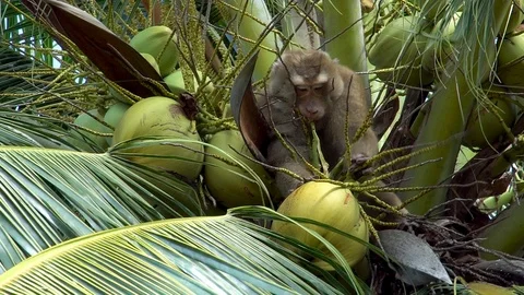 Monkey Gathering Coconuts on Palm Tree Stock Footage 87975615