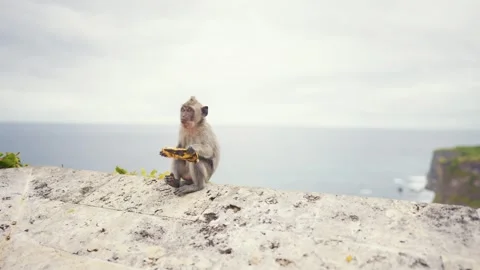 A monkey gazes at the horizon from a sandy cliff above the ocean Stock Footage 270356673