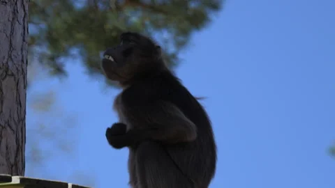 Monkey Gelada baboons sitting on a tree Stock Footage 281579058