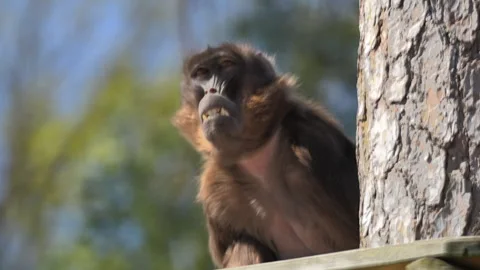 Monkey Gelada baboons sitting on a tree Stock Footage 281579628
