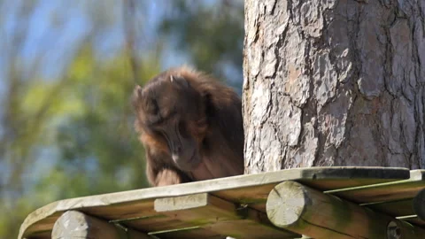Monkey Gelada baboons sitting on a tree Stockbeeldmateriaal 281581742