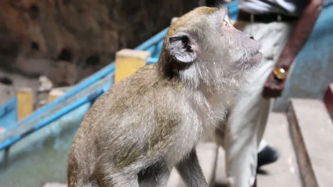 Monkey gently tries to grab camera Stock Footage 104417596