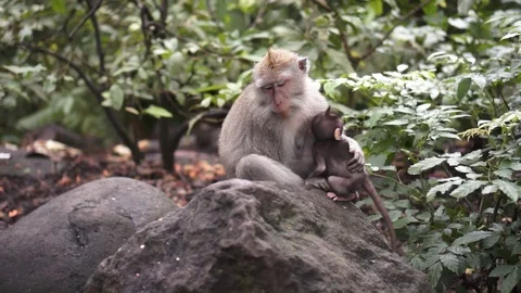 A monkey gets on the hip a kid Stock Footage 86495400
