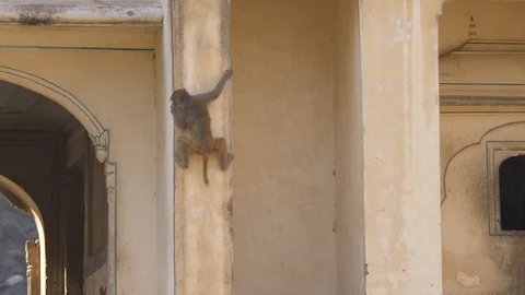 Monkey getts down on the wall of monkey temple Video stock 107324148