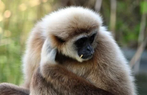 Monkey - gibbon Stock Photos