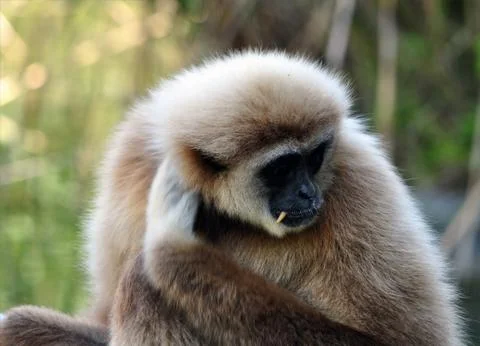 Monkey - gibbon Stock Photos