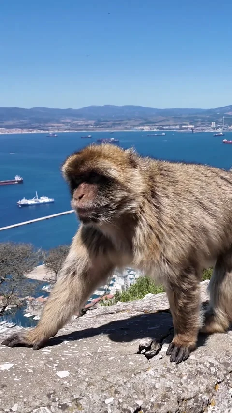 Monkey in Gibraltar Vidéo 279194359