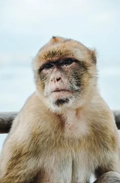 Monkey in Gibraltar having a sad look Stock Photos