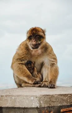 Monkey in Gibraltar having a sad look Stock Photos