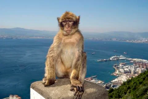 Monkey at Gibraltar Stock Photos