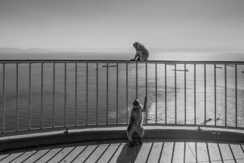 Monkey in Gibraltar Stock Photos
