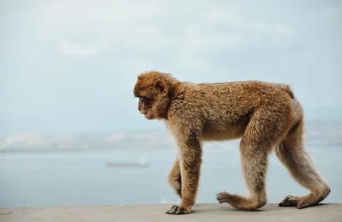 Monkey in Gibraltar walking on the rock Stock Photos