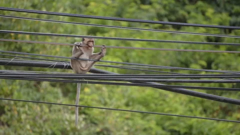 Monkey gnaws electric wires Stock Footage 88194714