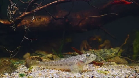 Monkey goby rest with pectoral fin on gravel pebble sandbed, wild caught Stock Footage 276561876