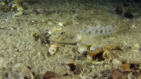 Monkey goby trying to burrow into the sand. Stock Footage 62316895