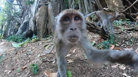 The monkey goes directly to the camera and tries to turn it. She reaches for the Video stock 119426456