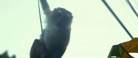 The monkey goes down the wire and looks at the camera Video stock 233399895