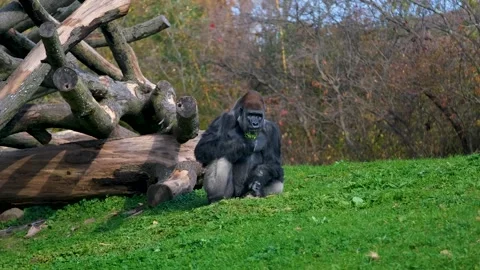 Monkey Gorilla eating in the wild sitting down in a grass along with nature. Video stock 293727736