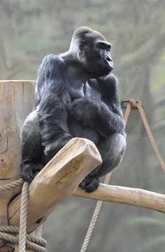 Monkey - gorilla Stock Photos