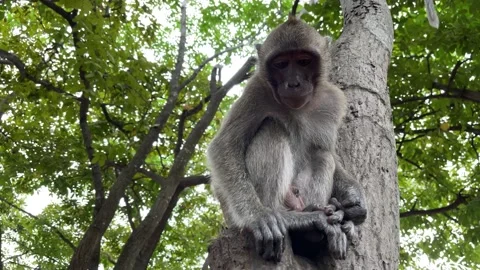 Monkey grab peanut from person’s hand in public park and climb tree Stock Footage 195645033