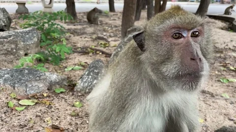 Monkey grabbing peanut from person’s hand and eat in public park - POV Video stock 195645106