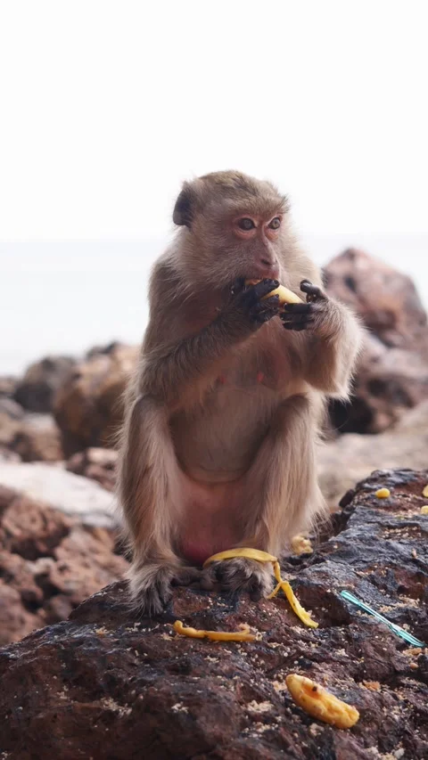Monkey grabs eats banana. Rocky beach. Stock Footage 329838691