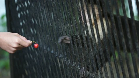 Monkey grabs food zoo cage. Animal captivity. Man feed capuchin ape behind bars. Stock Footage 227131174