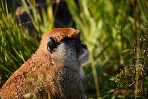 Monkey in the grass and basking in the sun Stock Photos