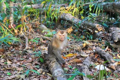 A monkey on the grass in the forest. Stock-Fotos