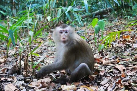 A monkey on the grass in the forest. Stock Photos
