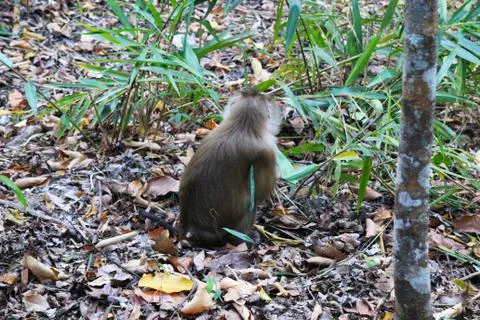 A monkey on the grass in the forest. Stock Photos