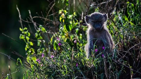 Monkey in the grass Foto stock