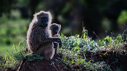 Monkey in the grass Foto stock