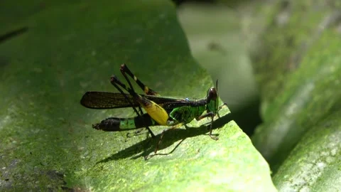 Monkey-grasshopper, Malaysia Stock Footage 132617331