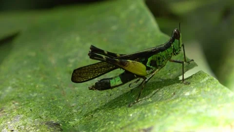 Monkey-grasshopper, Malaysia Stock Footage 132617362