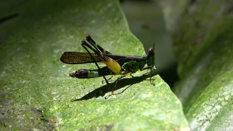 Monkey-grasshopper, Malaysia Stock Footage 132617428