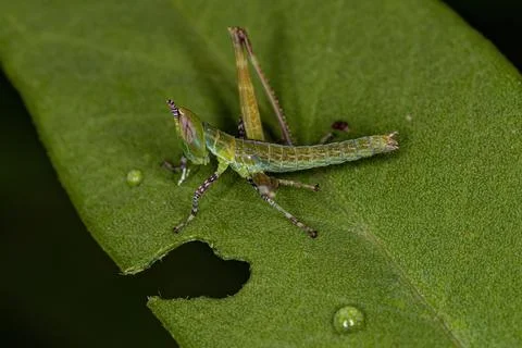 Monkey Grasshopper Nymph Stock Photos
