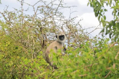 Monkey gray langur Stock Photos