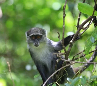 Monkey in green forest Stock Photos