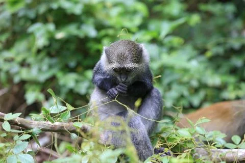 Monkey in green forest Foto stock