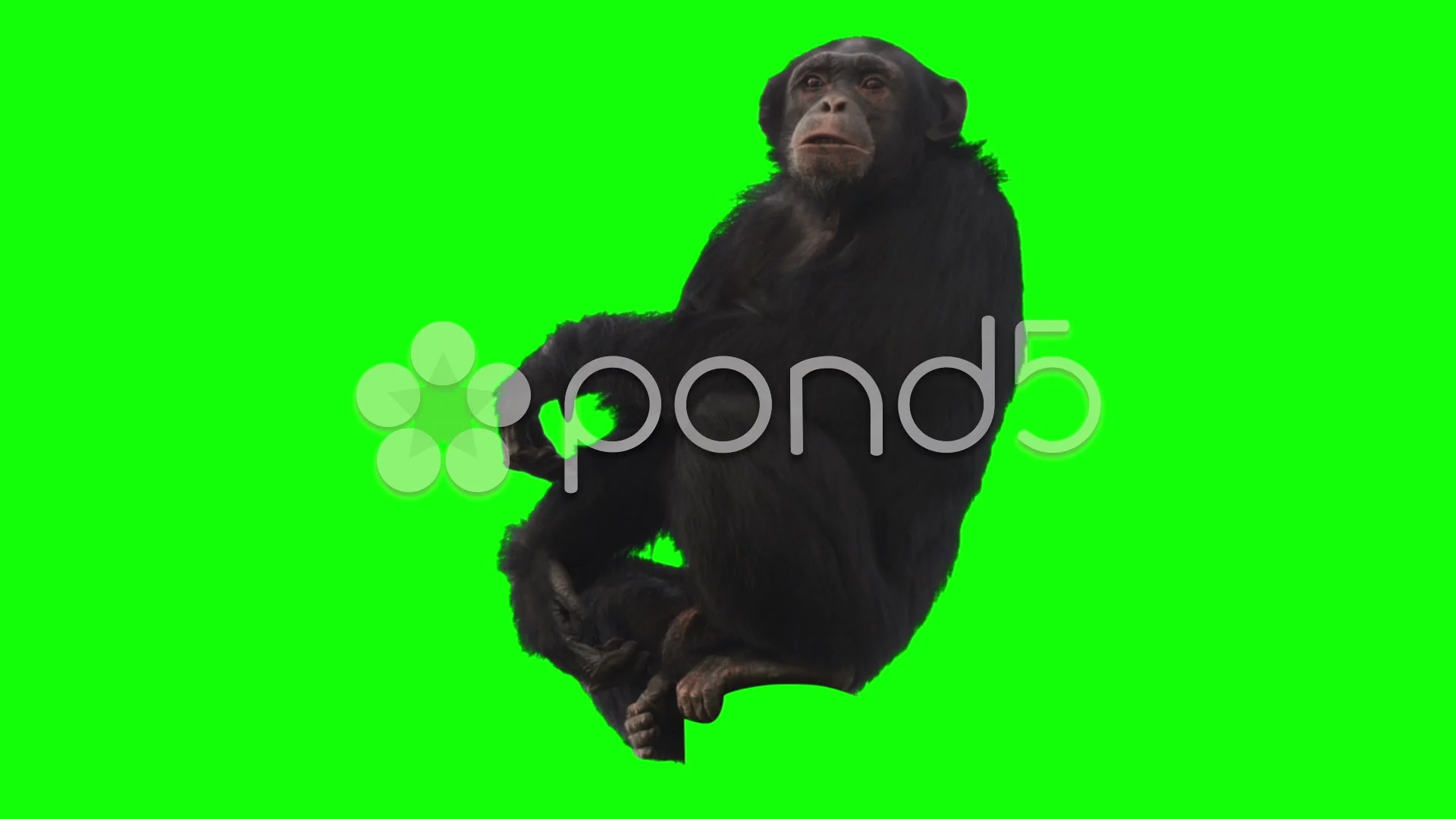 Monkey on Green Screen | Stock Video | Pond5