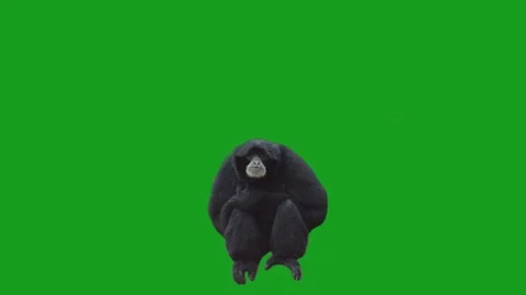 Monkey on Green Screen Stock Footage 92473696
