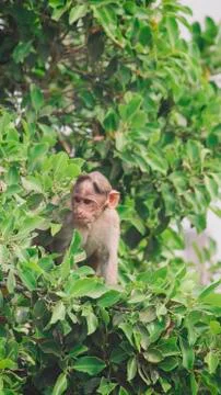 Monkey in green tree Stock Photos