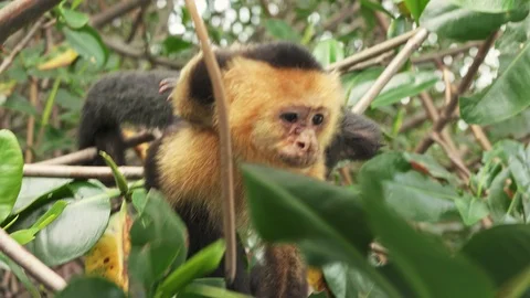 Monkey in green wilderness bushes arguing with other monkeys as it climbs Stock Footage 102719117