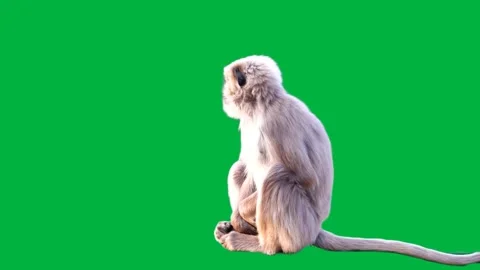 ORB STRETCHEE GORILLA