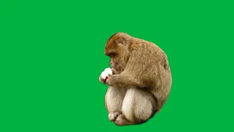 Monkey Greenscreen 5 | Stock Video | Pond5