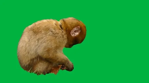 Monkey Greenscreen 5 Stock Footage 198361394