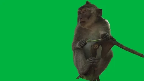 Monkey Greenscreen 85 Stock Footage 198652814