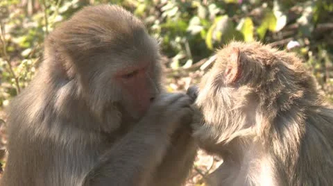 A monkey grooming another and eating the finds 스톡 동영상 10578989