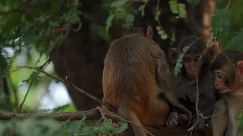 Monkey grooming another monkey on tree branch 스톡 동영상 332612275
